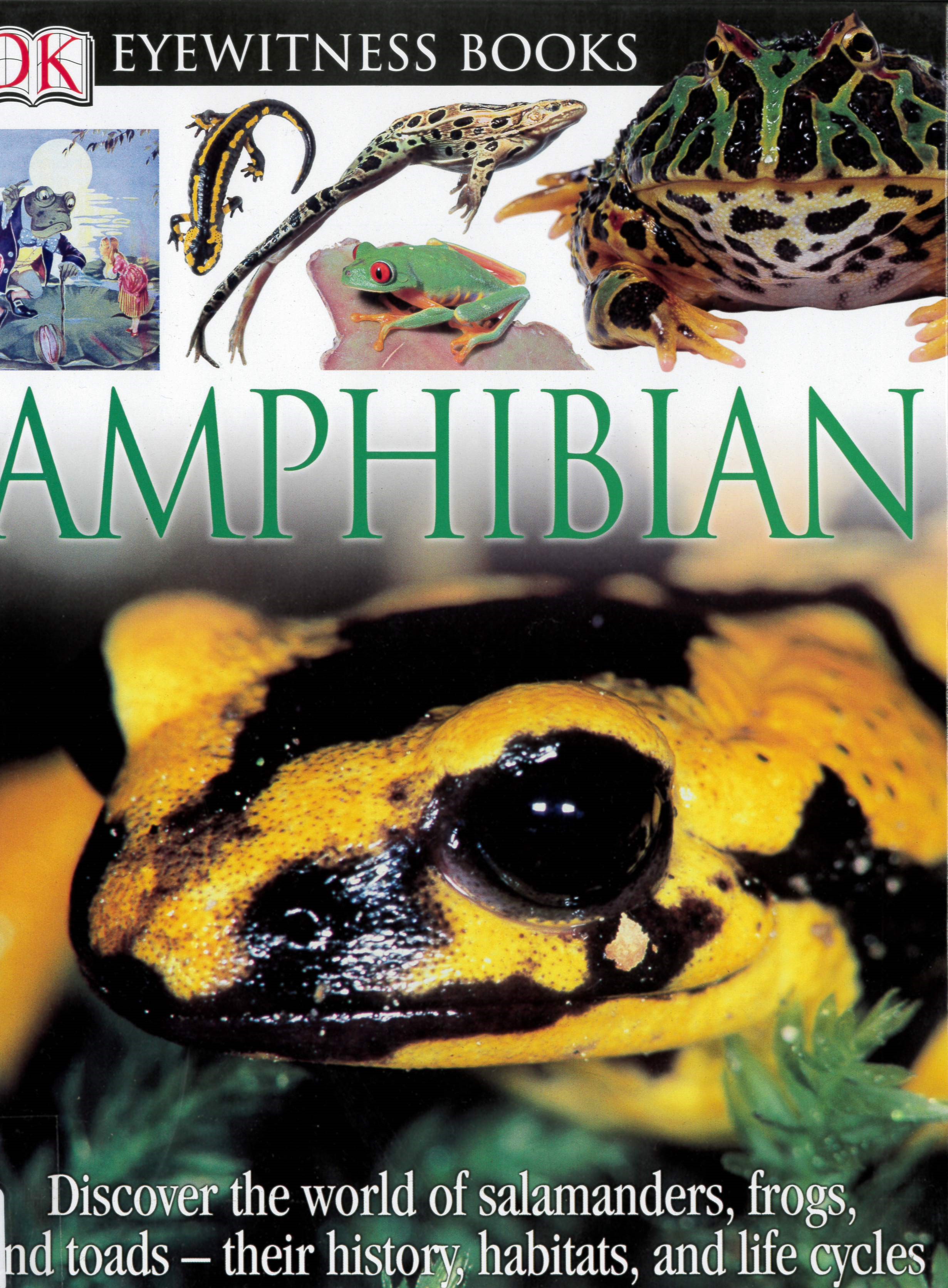 Amphibian /