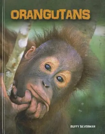 Orangutans /